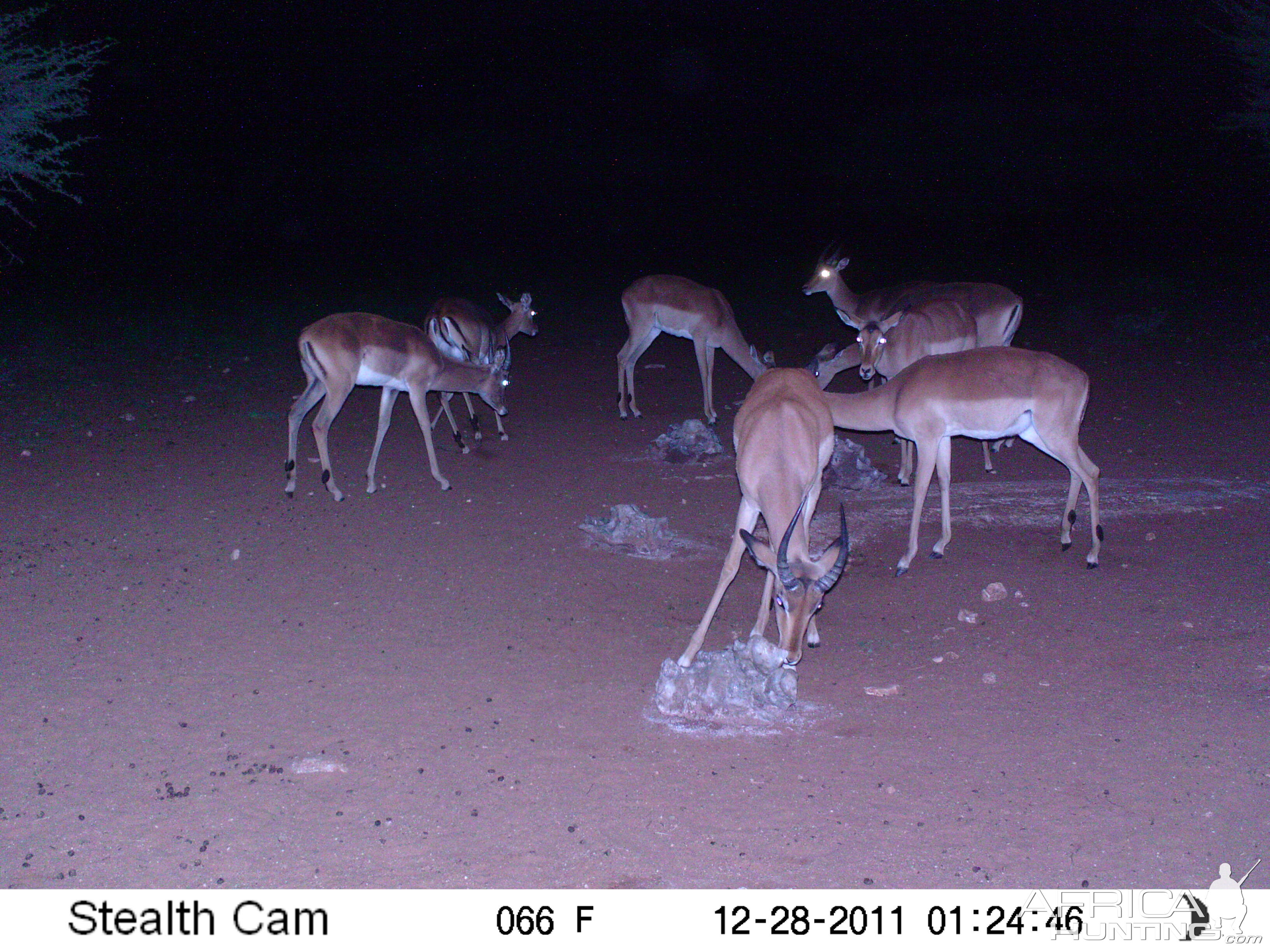 Trail Camera Namibia