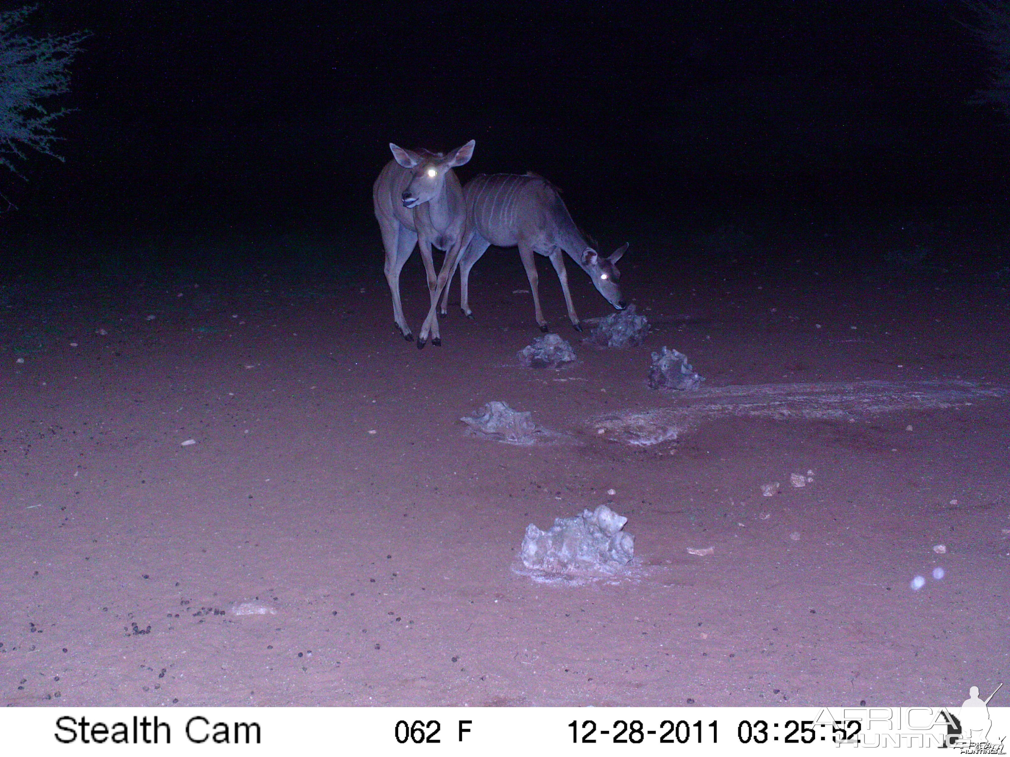 Trail Camera Namibia