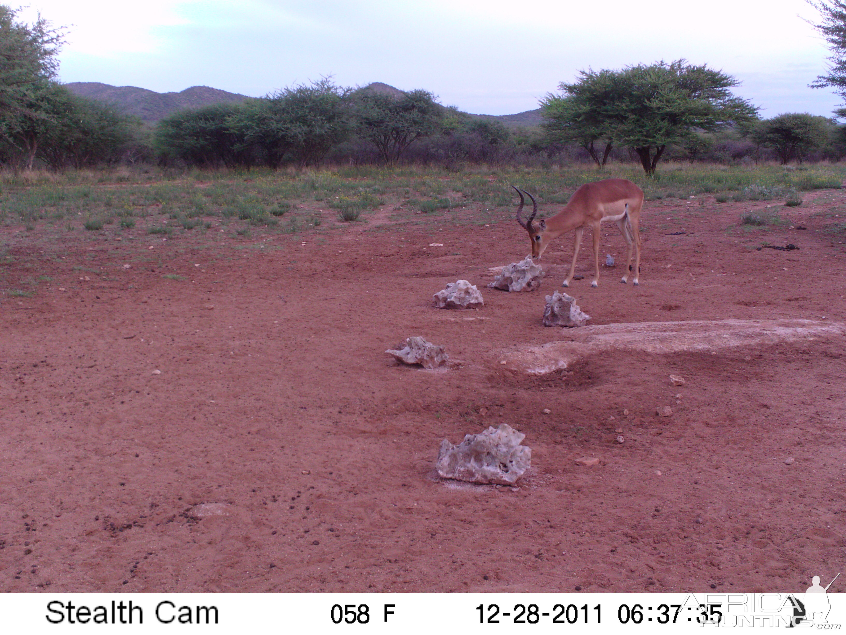 Trail Camera Namibia