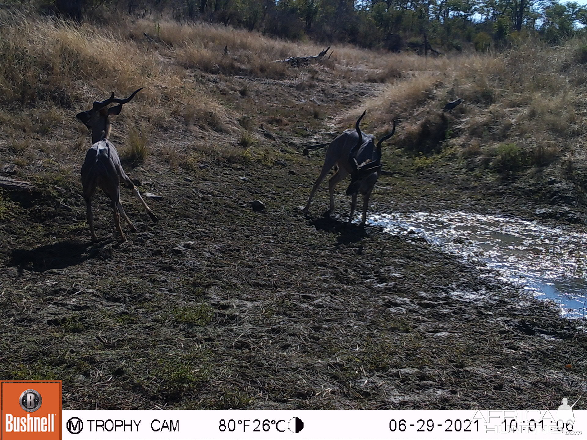 Trail Camera Zimbabwe