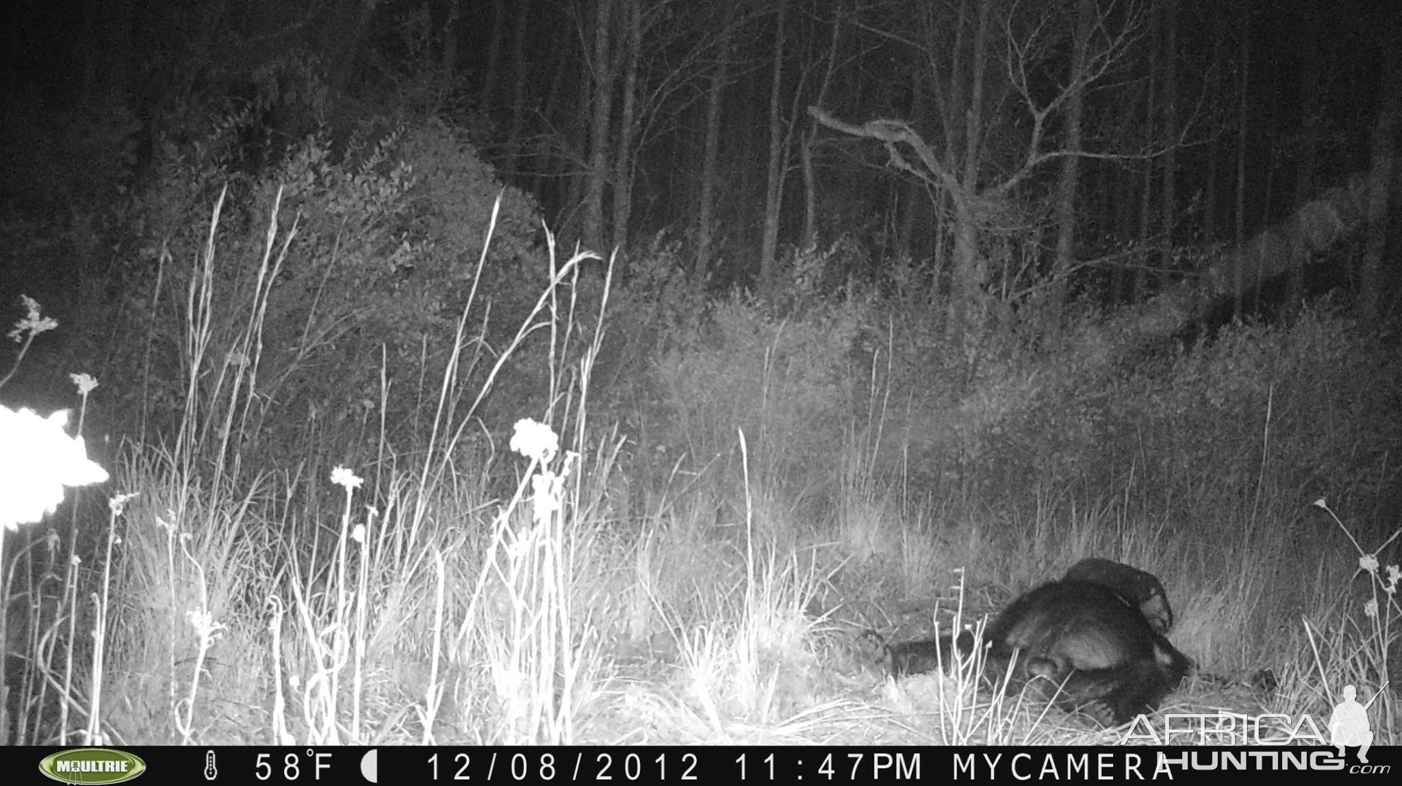 Trail Camera
