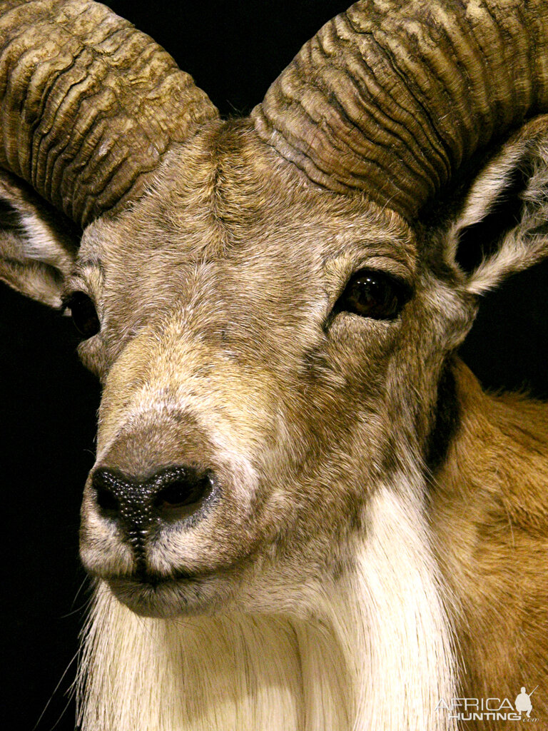 Transcasian Urial Sheep Shoulder Mount Taxidermy