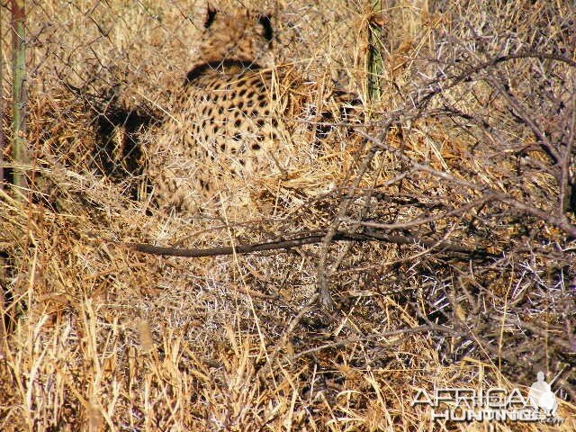 Trapped Cheetah in Namibia