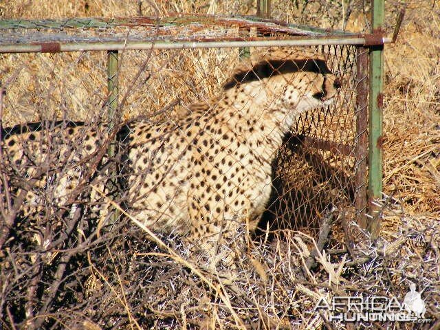 Trapped Cheetah