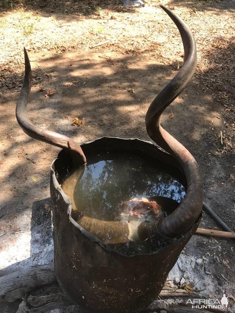 Treatment of Kudu Skull