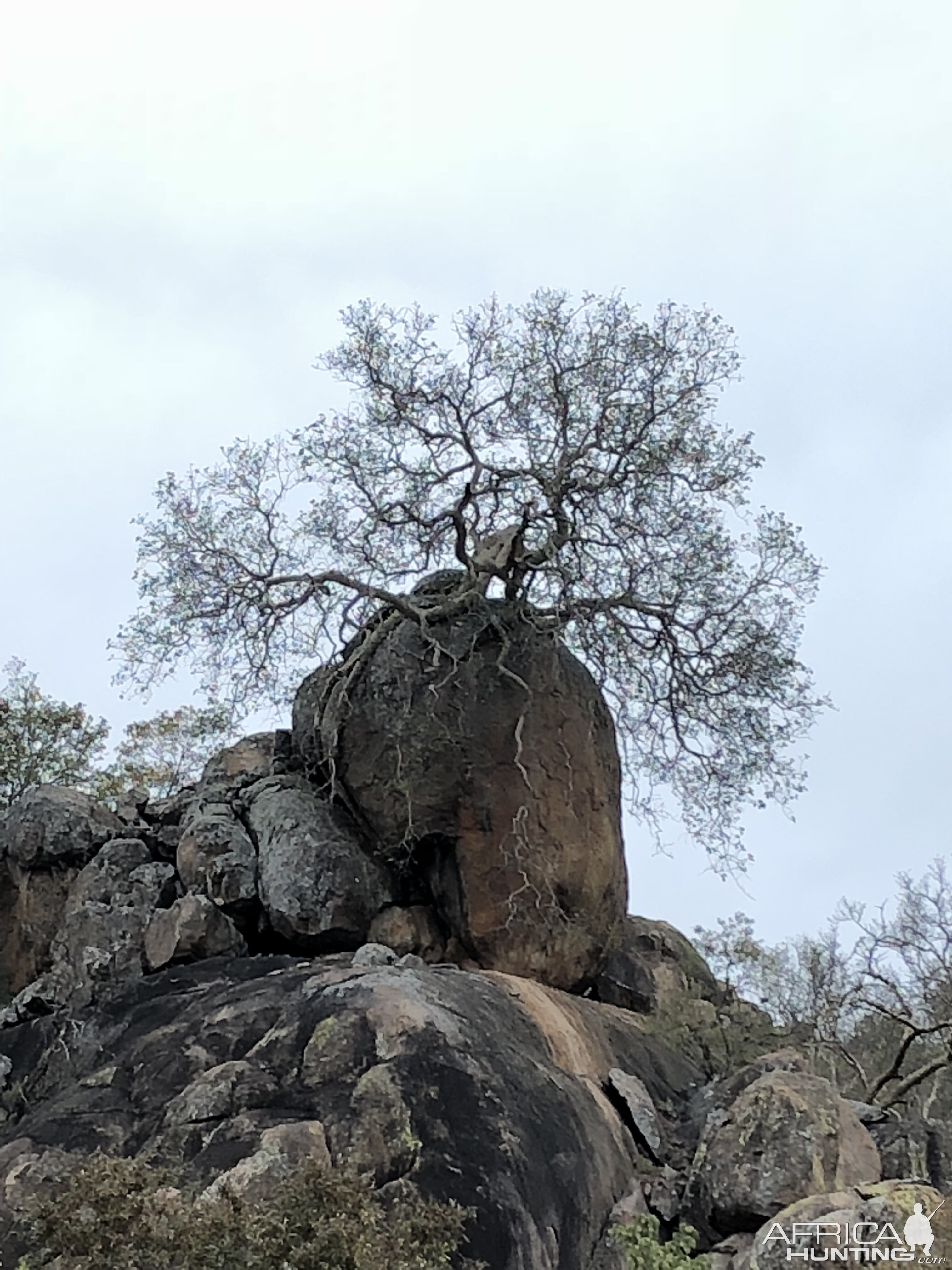 Tree living on top of rock Zimbabwe