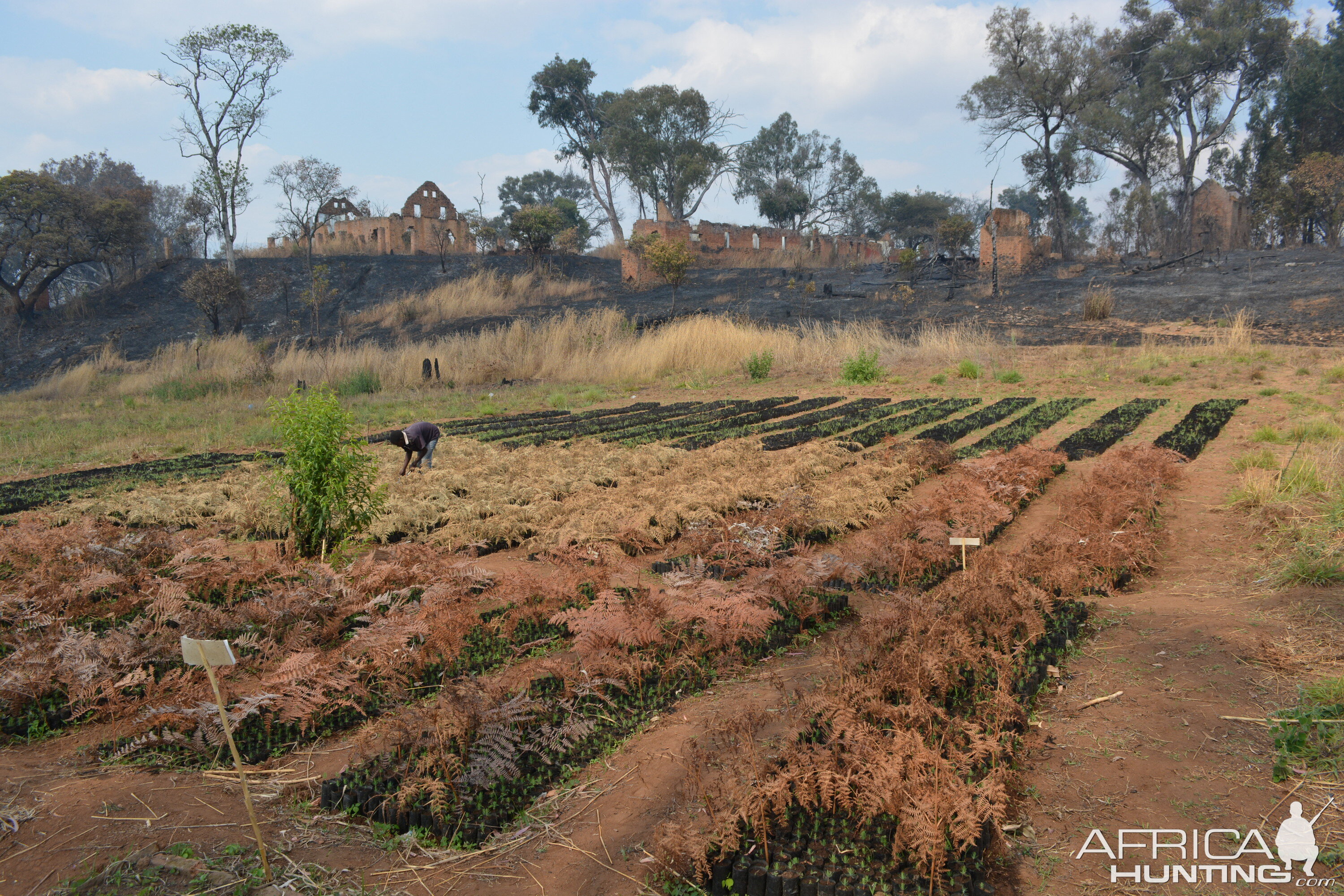 Tree Nursery