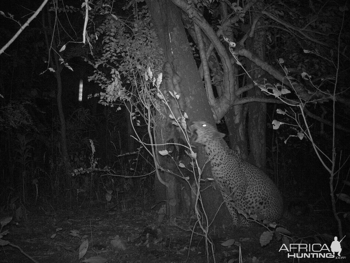 Trial Cam Mozambique Leopard