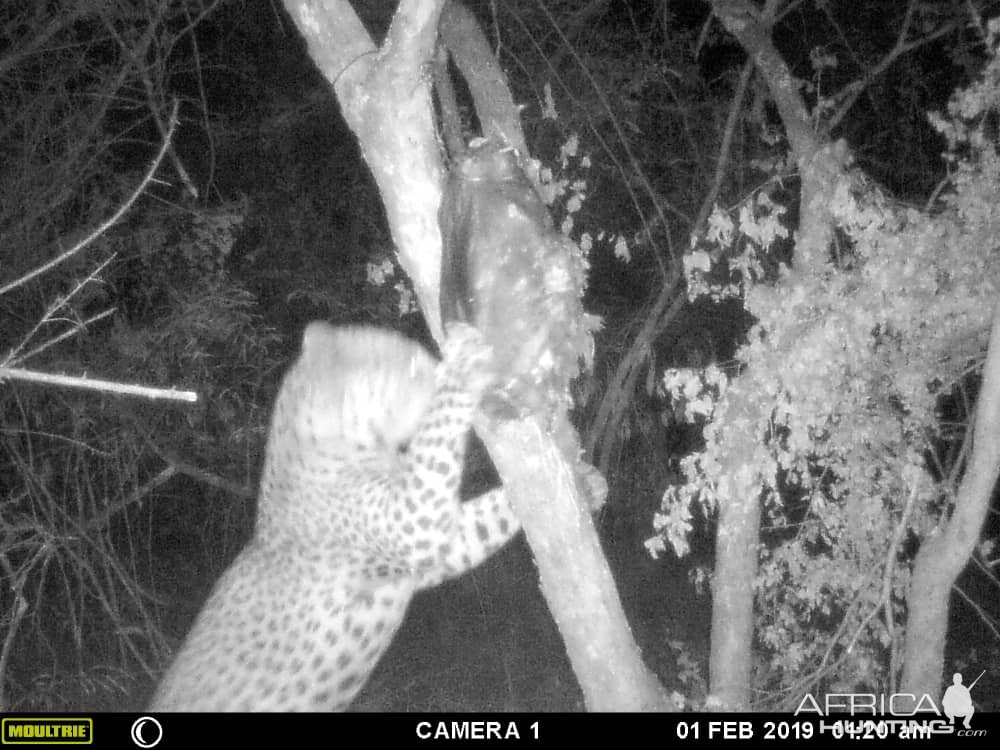 Trial Cam Pictures of Leopard in Zimbabwe