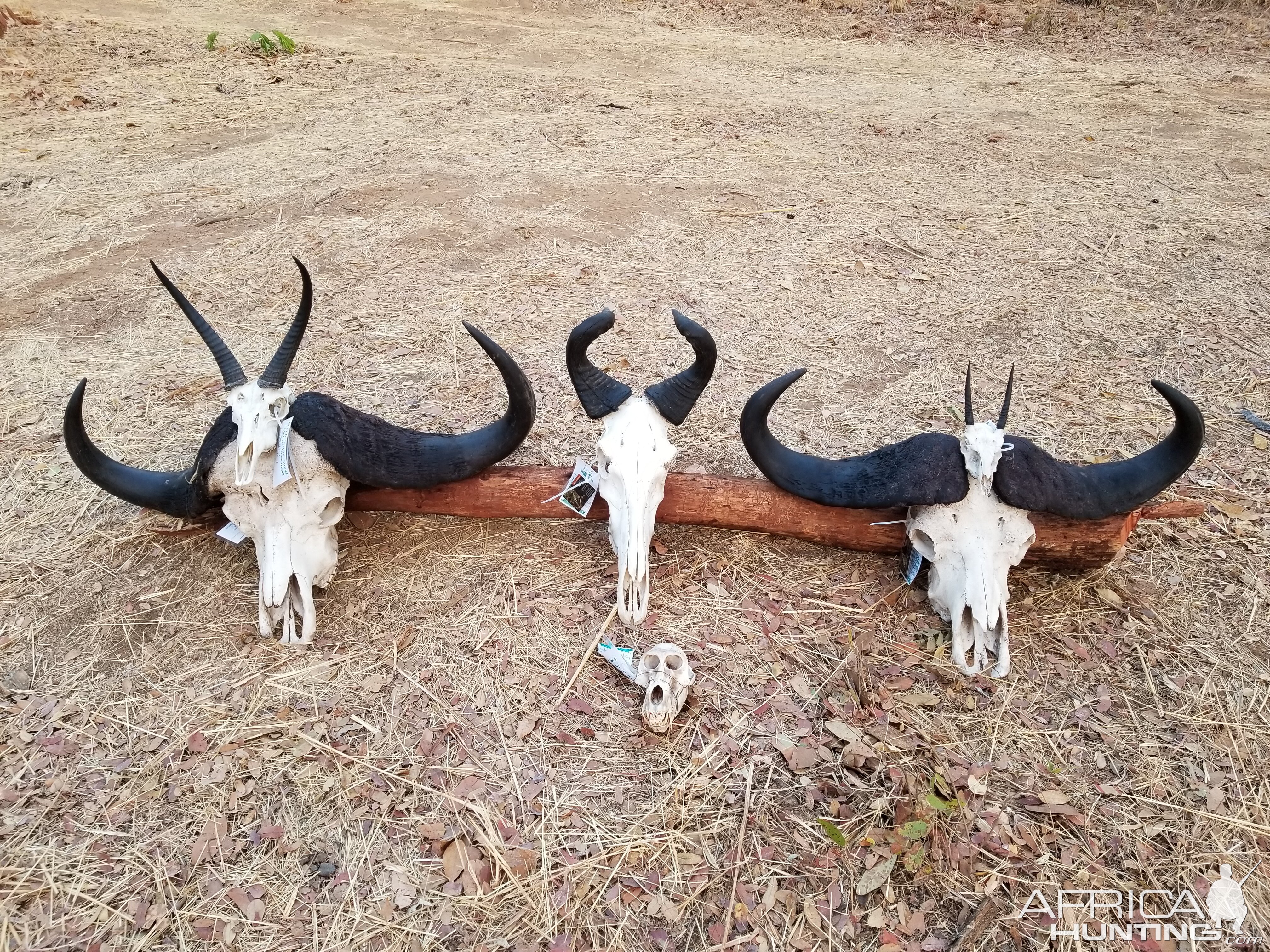 Trophies Tanzania