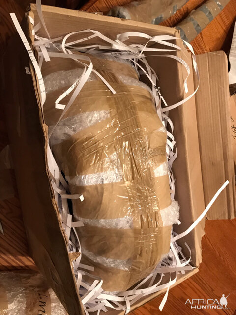 Trophies Taxidermy Crate