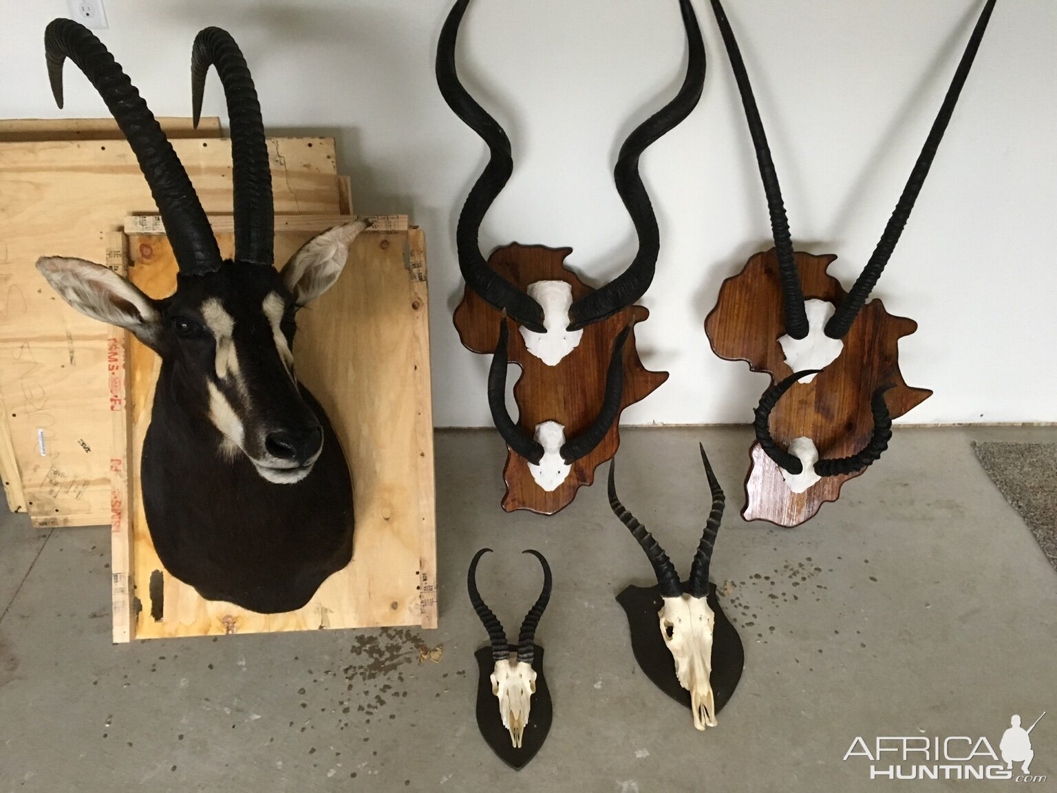 Trophies Taxidermy