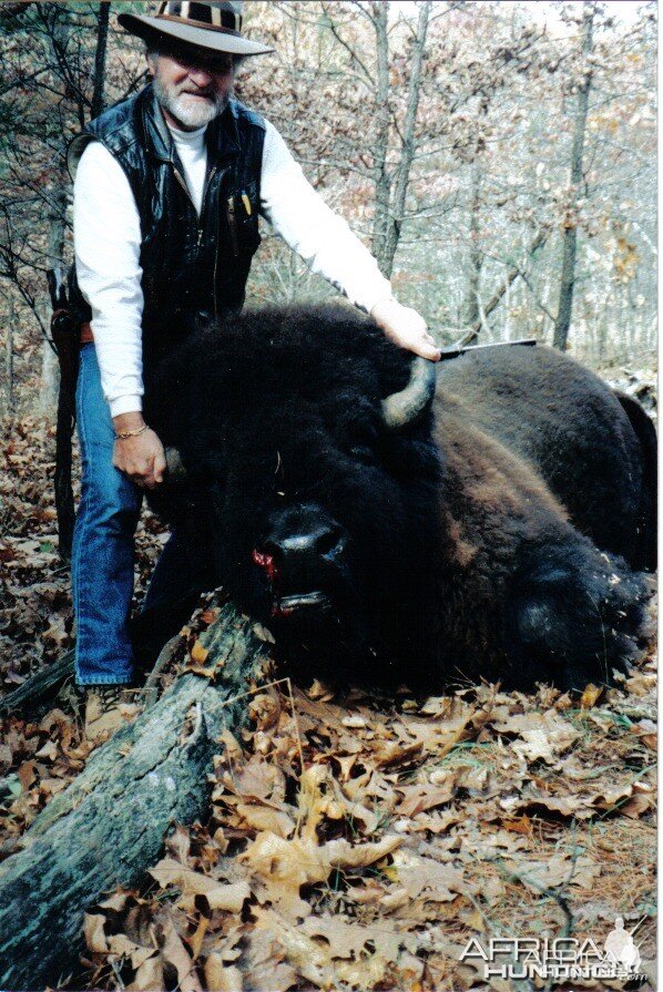 trophy bison