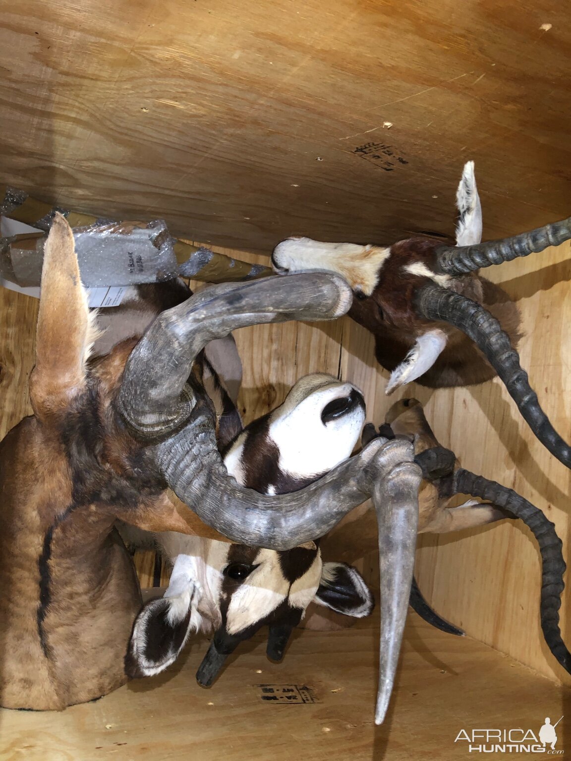 Trophy Crate Taxidermy