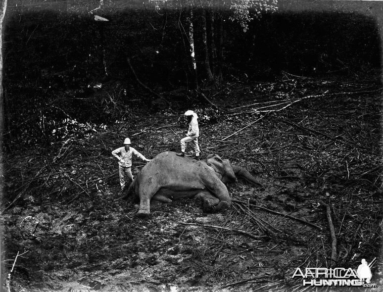 Trophy Hunting Elephant in Ceylon c.1880
