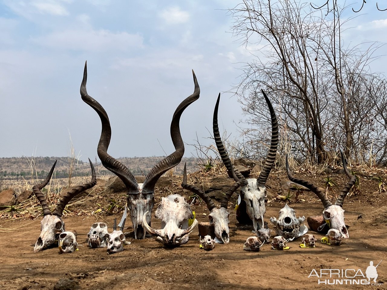 Trophy Hunting Zimbabwe