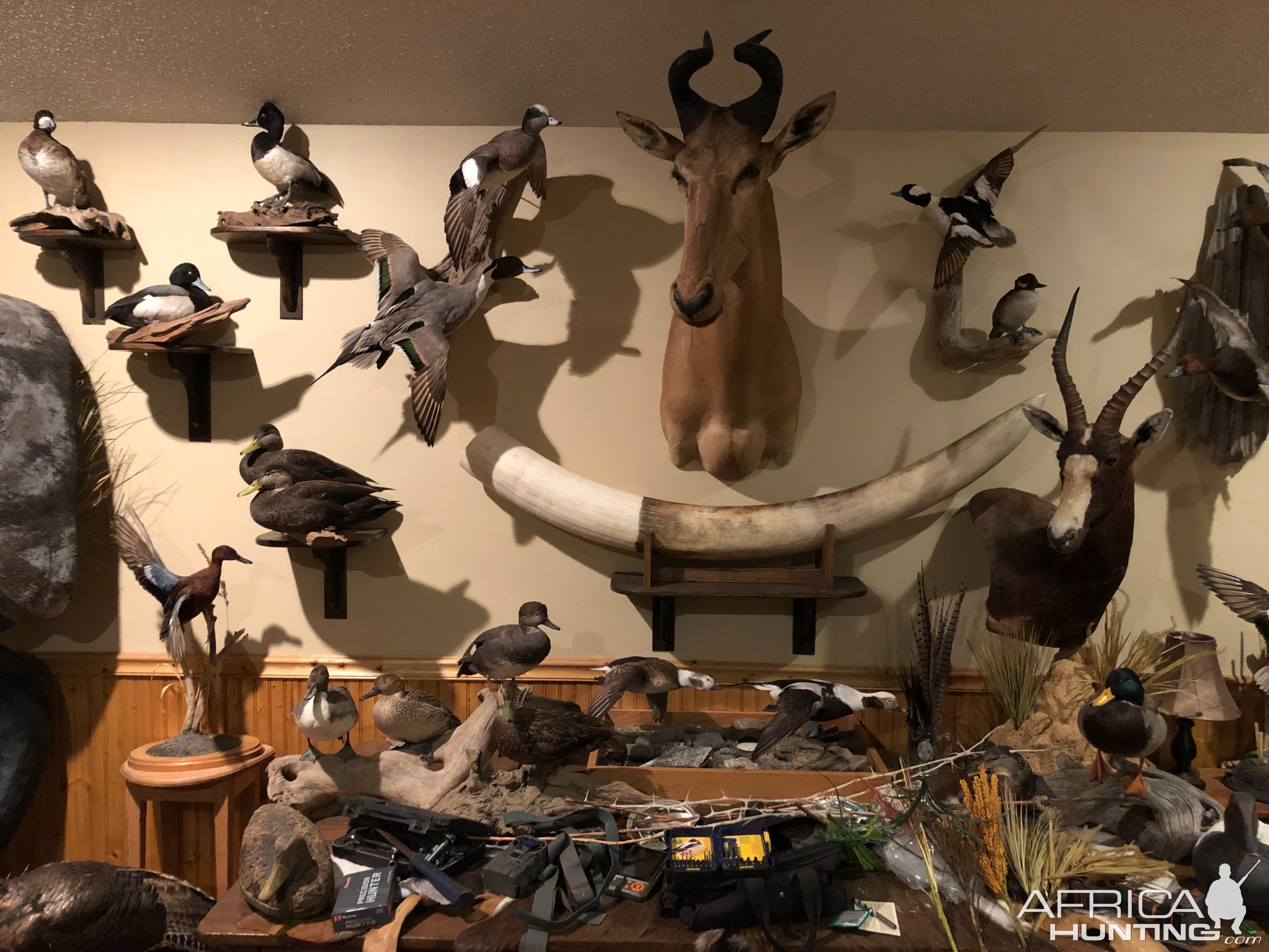 Trophy Room