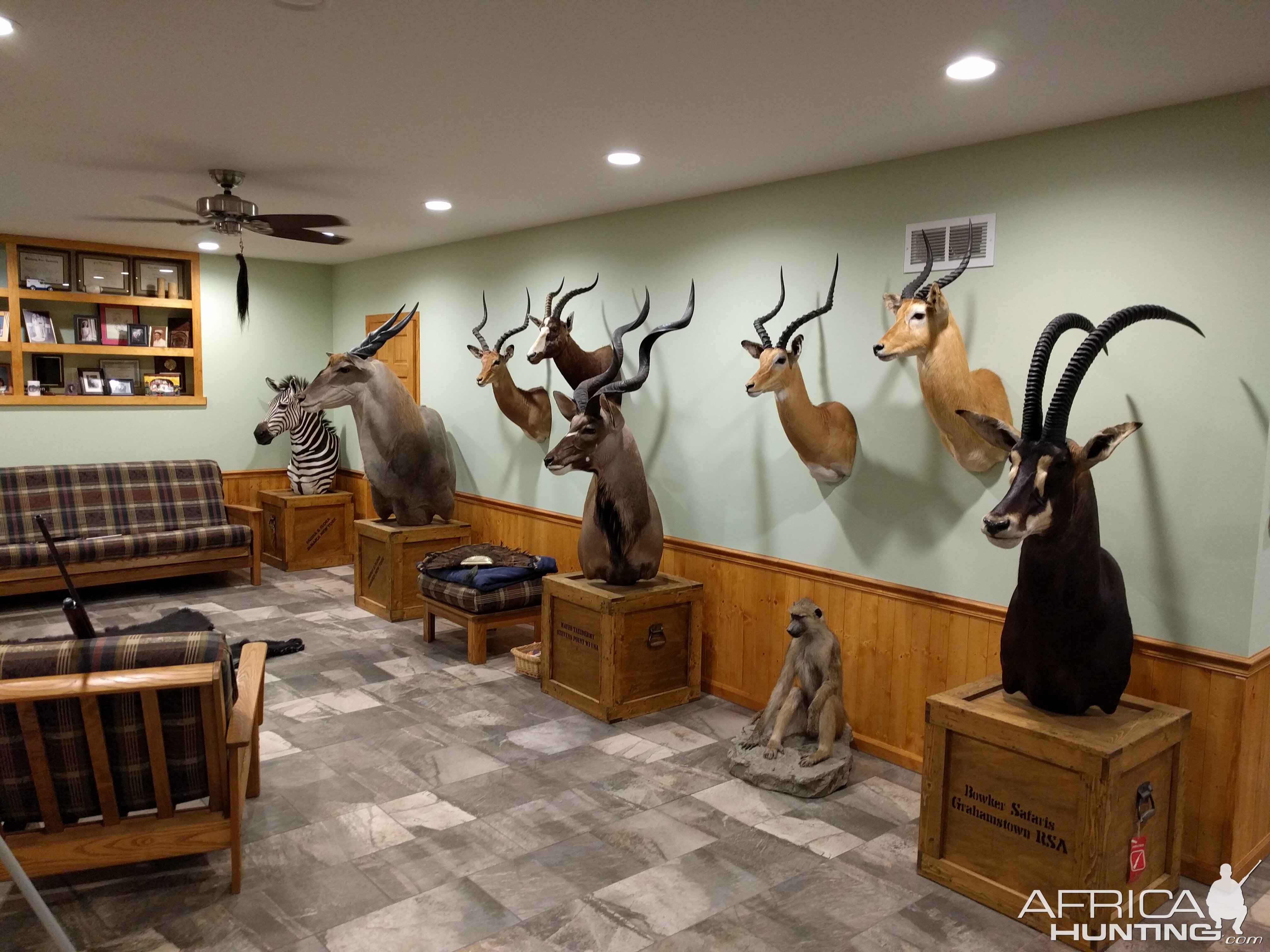 safari trophy room