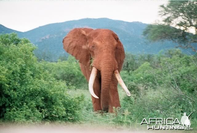Tsavo Elephant