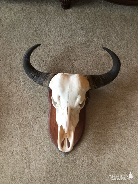 Tsessebe European Skull Mount Taxidermy