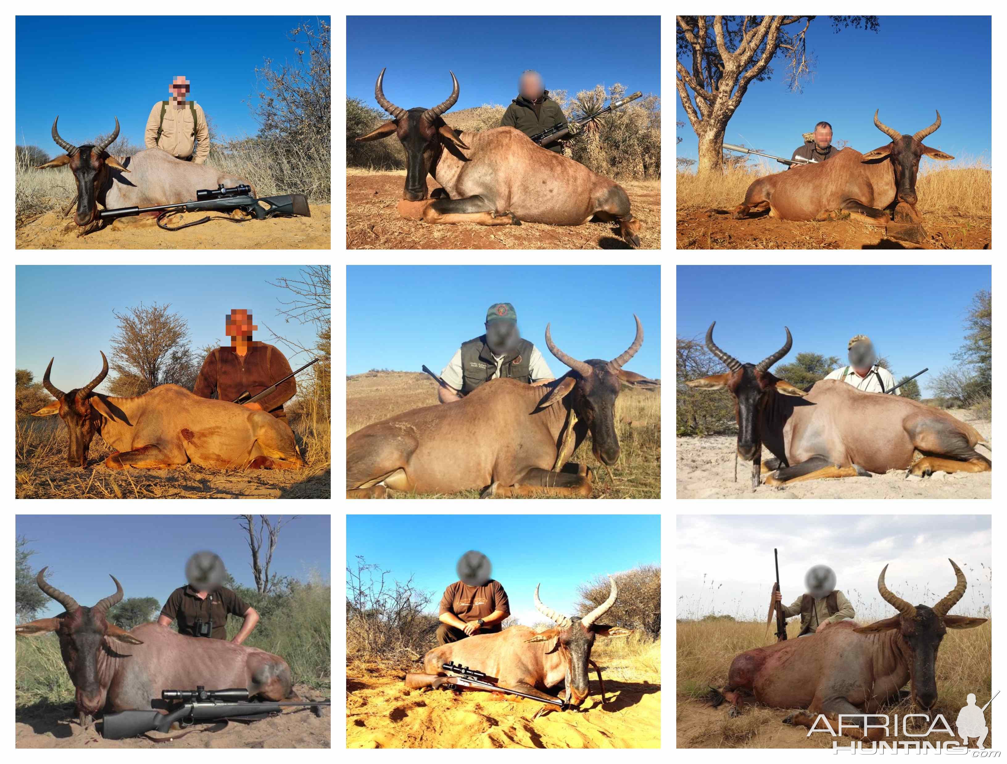 Tsessebe Hunting South Africa