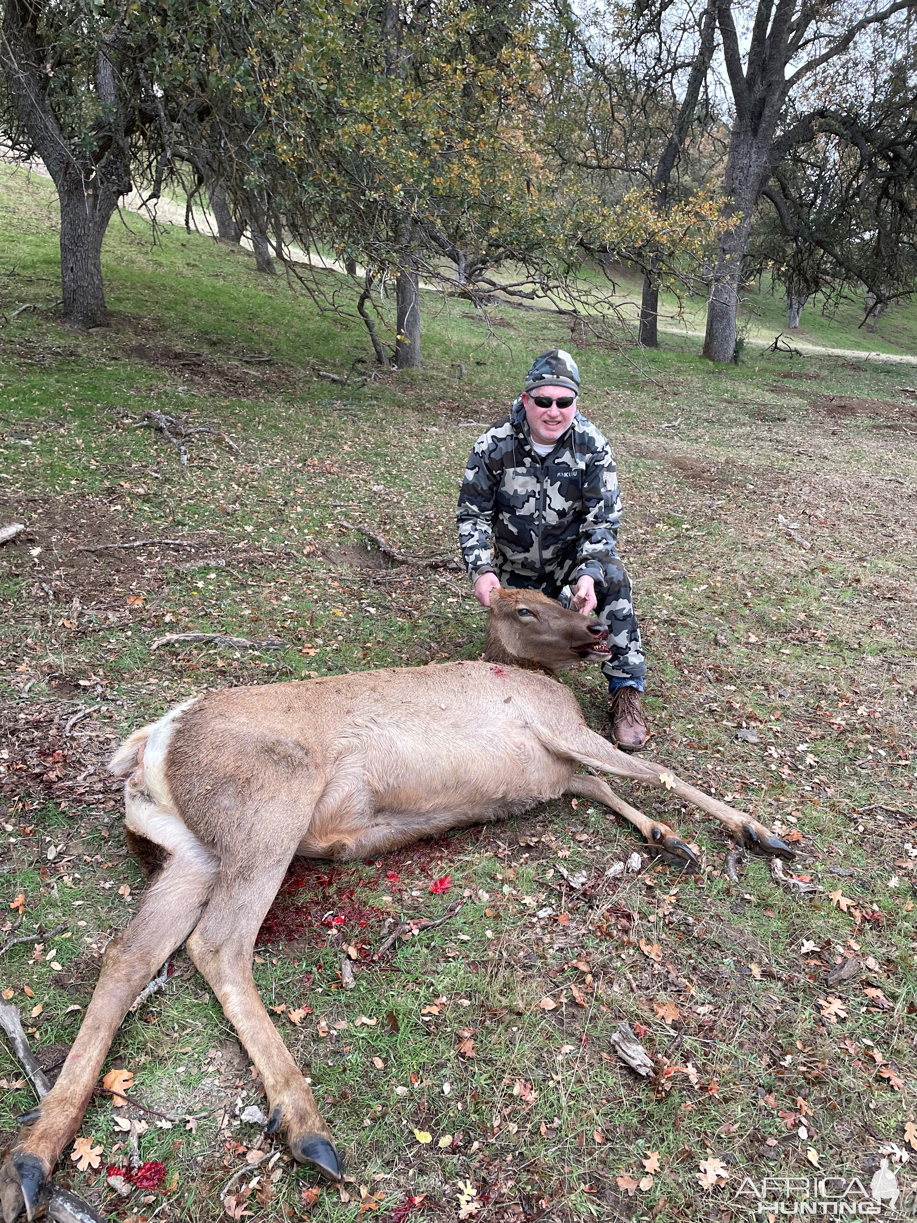 Tule Elk Hunting California