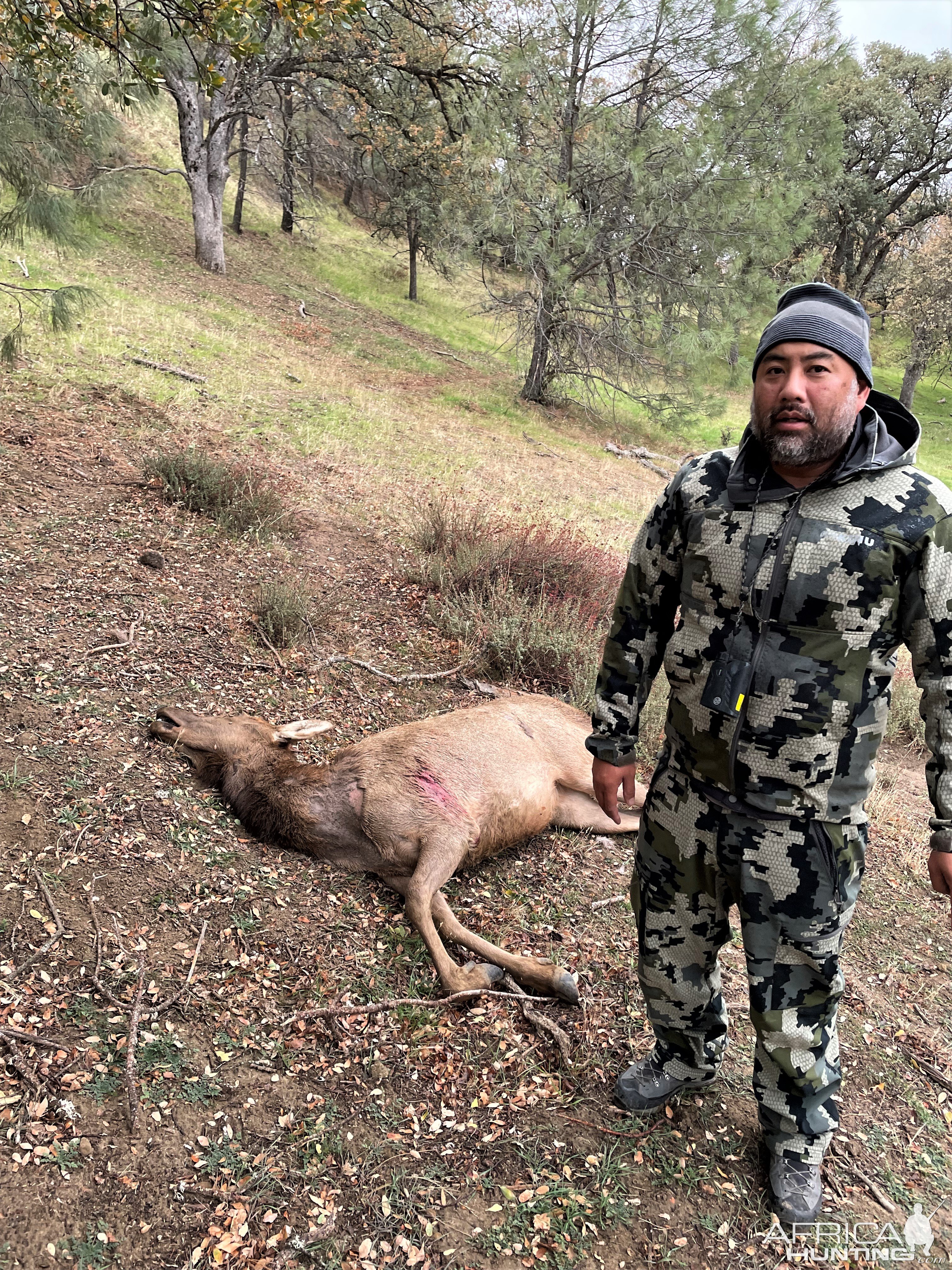 Tule Elk Hunting California