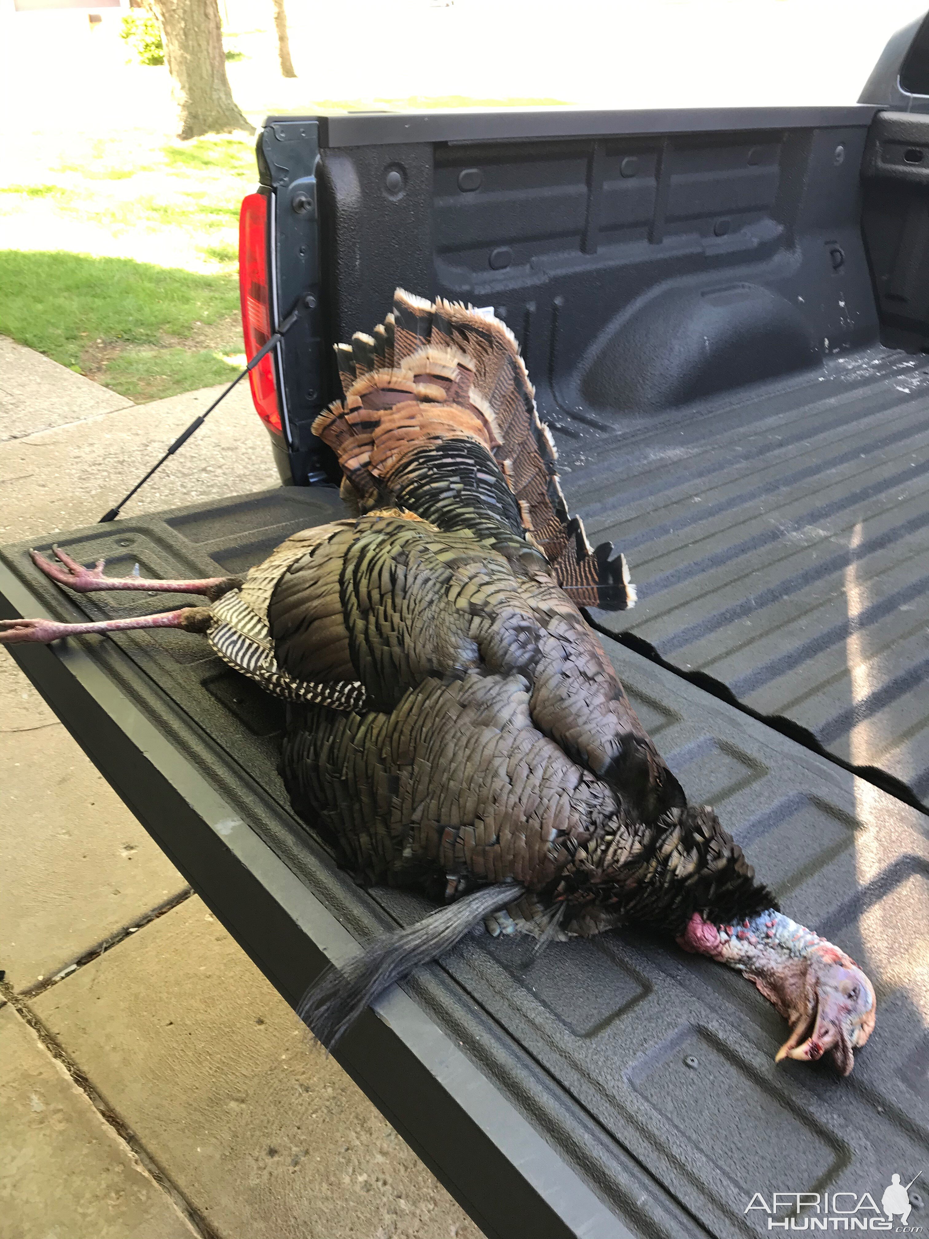 Turkey Hunt Missouri