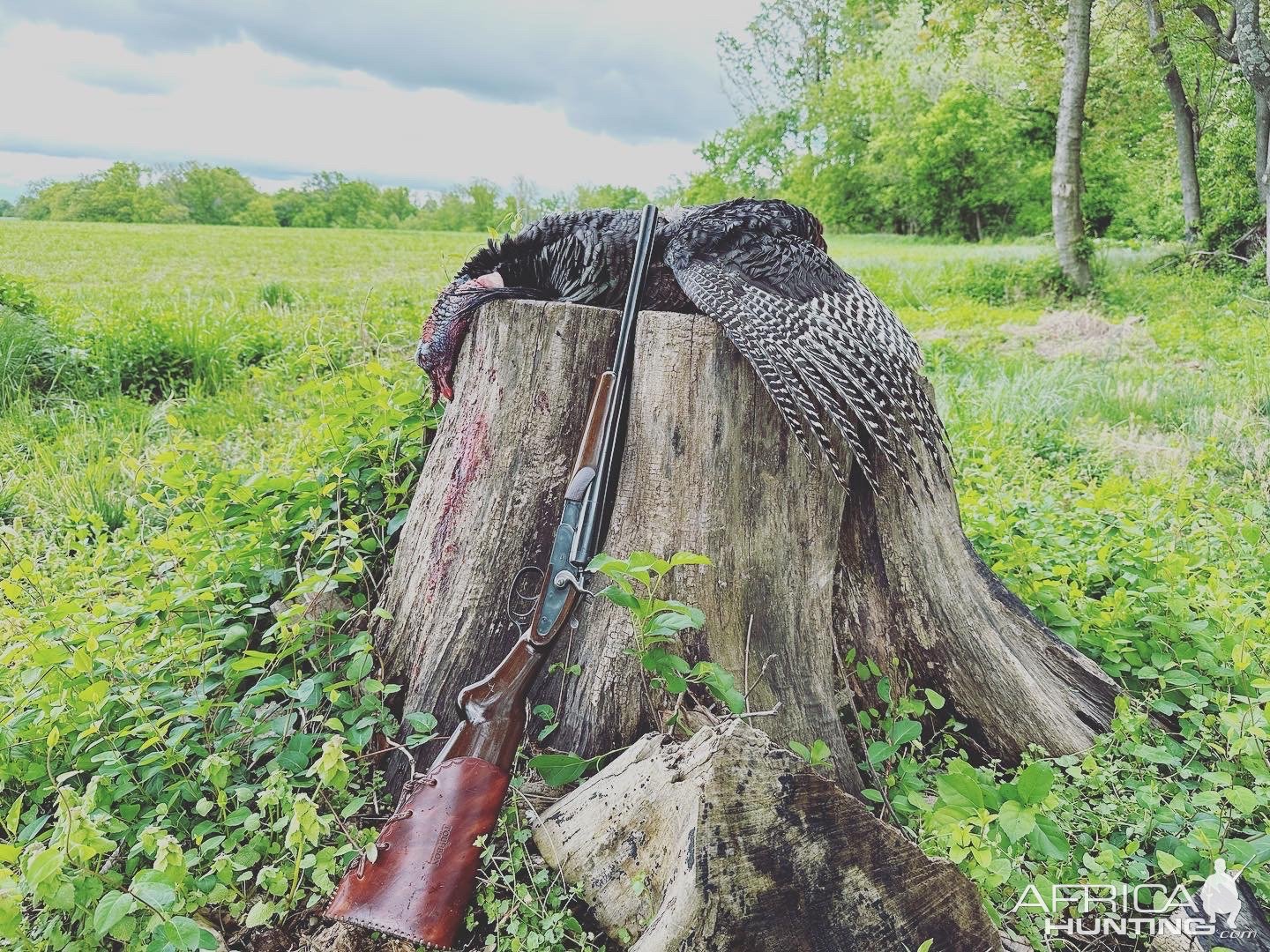 Turkey Hunt Northern Virginia