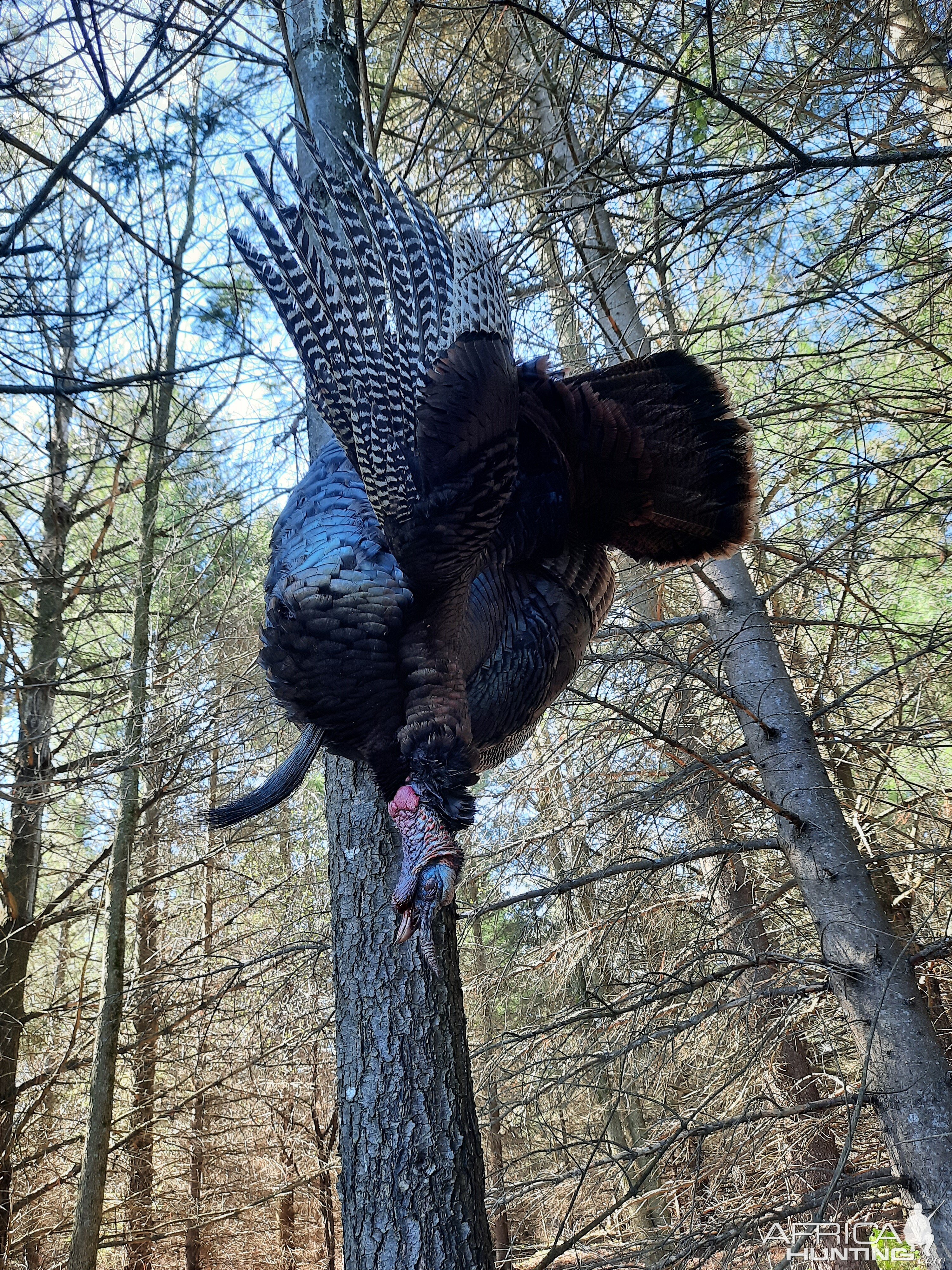 Turkey Hunt