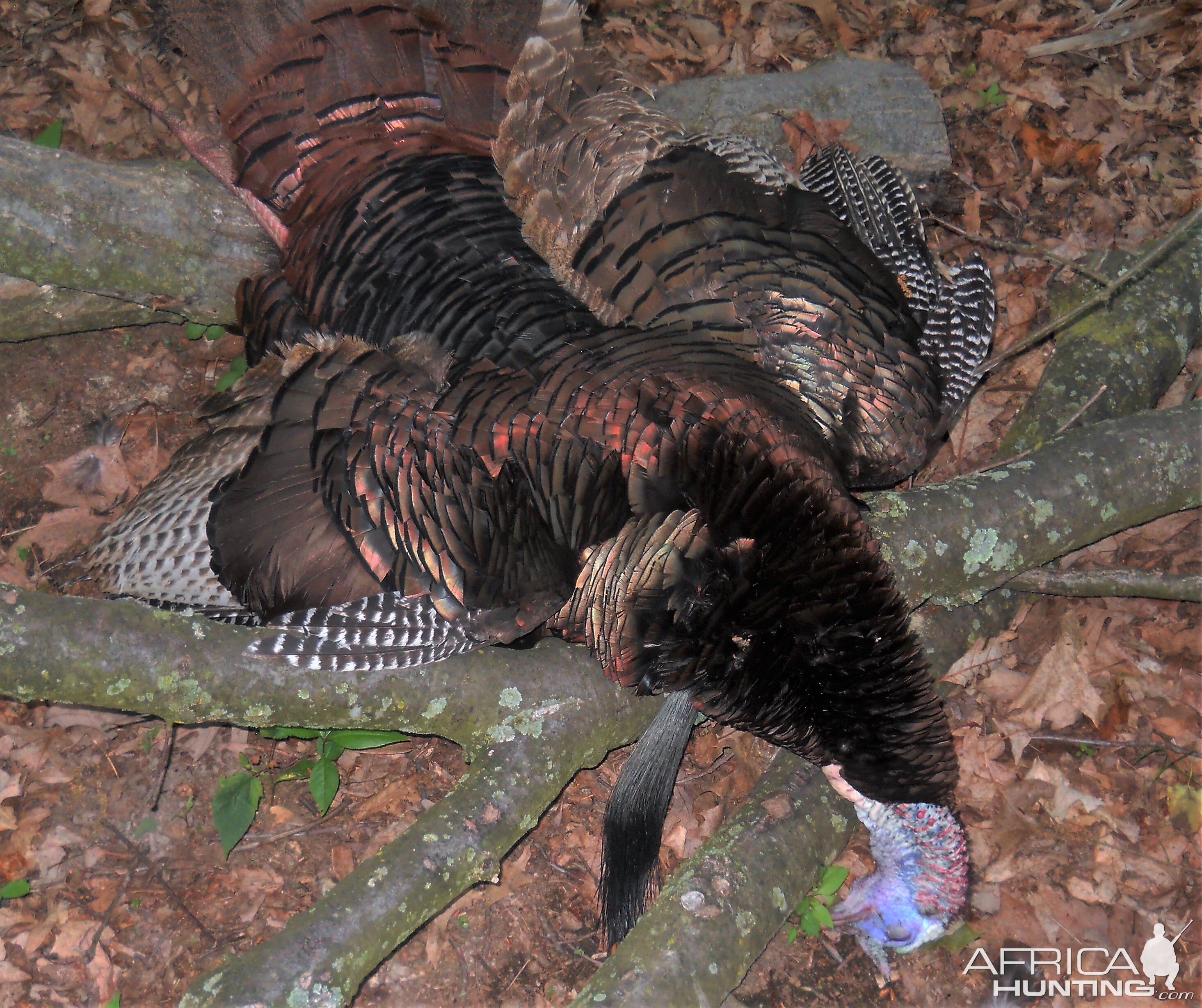 Turkey Hunt