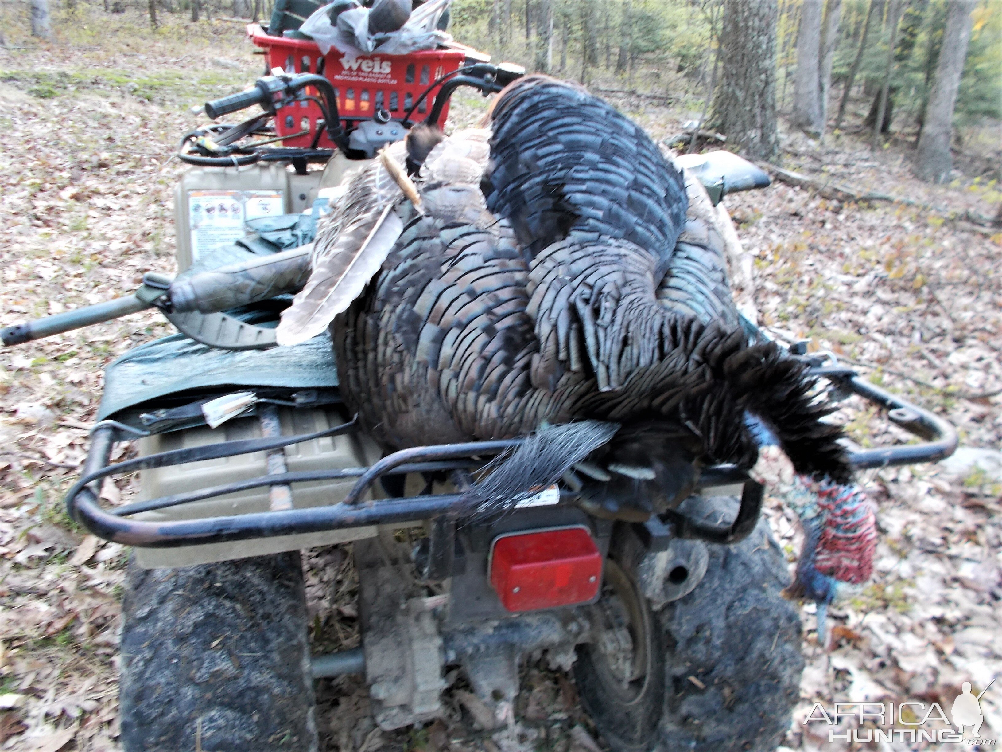 Turkey Hunting