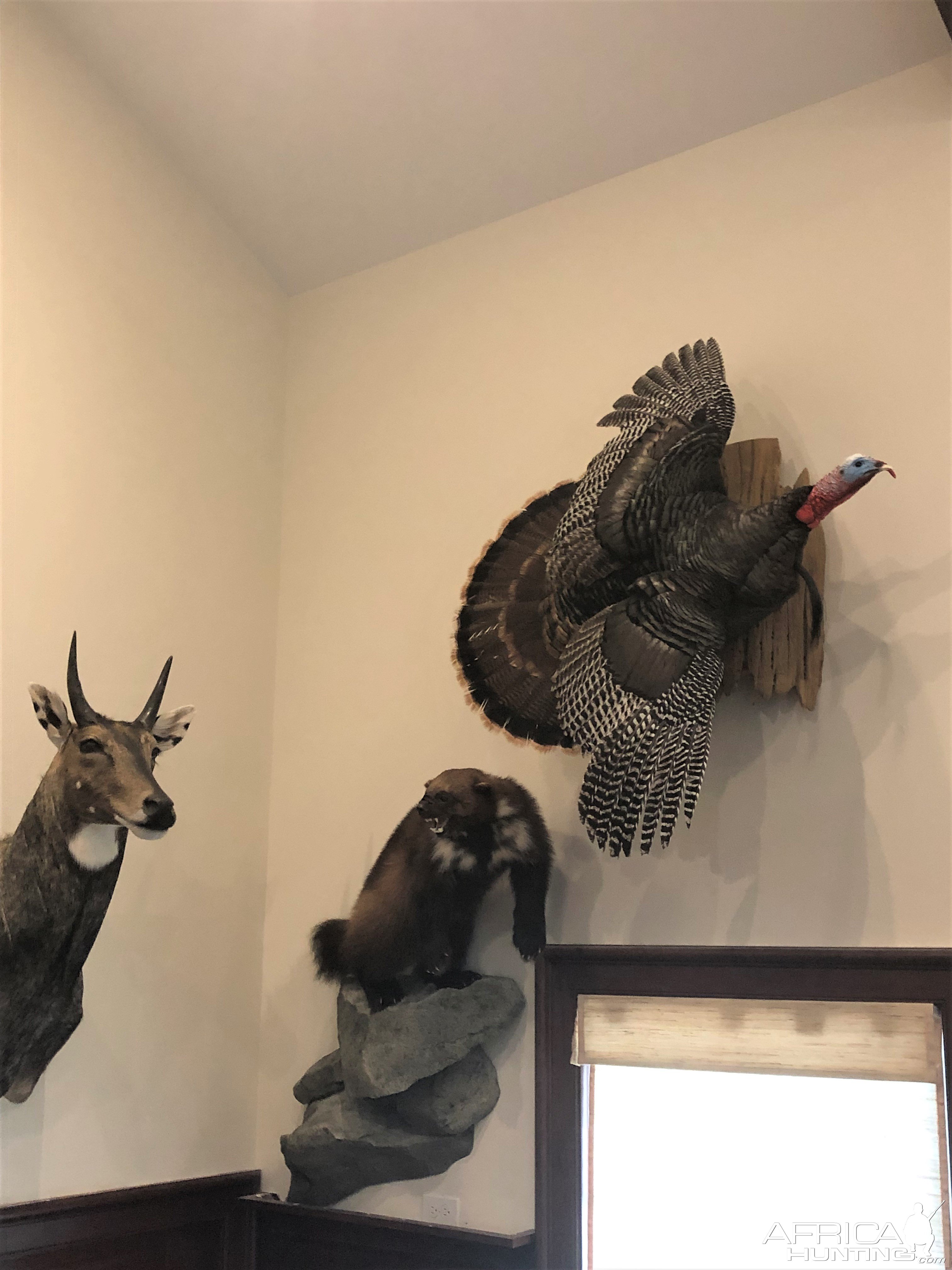 Turkey Mount Taxidermy