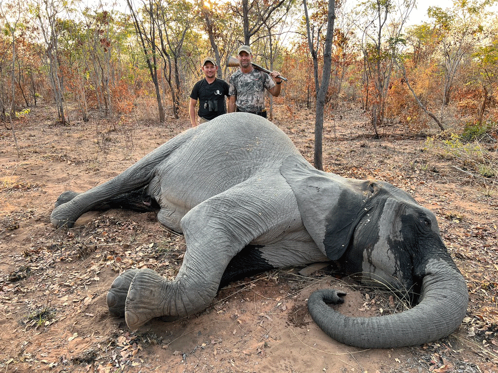 Tuskless Elephant Hunt Zimbabwe
