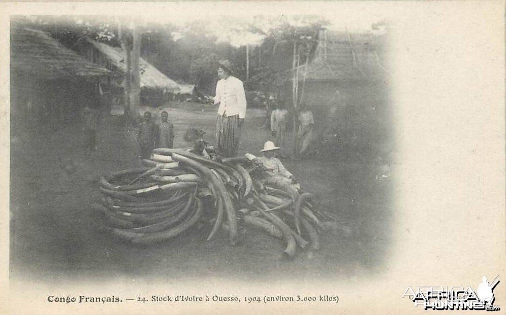 Tusks 1904 about 3 tonnes