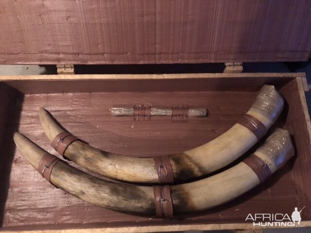 Tusks Packed in Crate