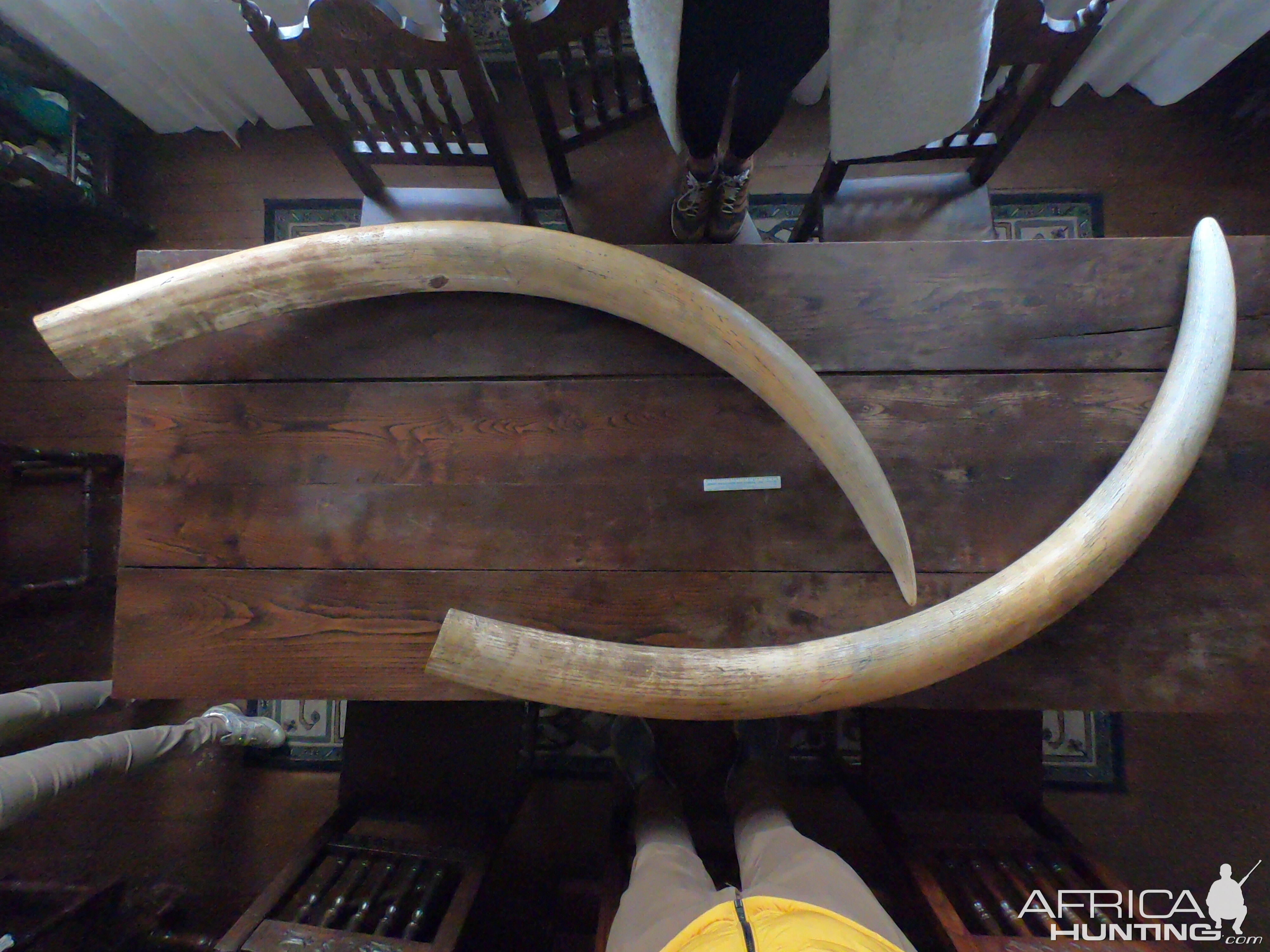 Tusks with 15 cm ruller for scale