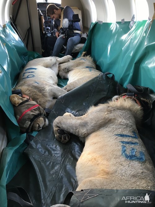 Twenty Four Lions reintroduced to Zambeze Delta of Mozambique