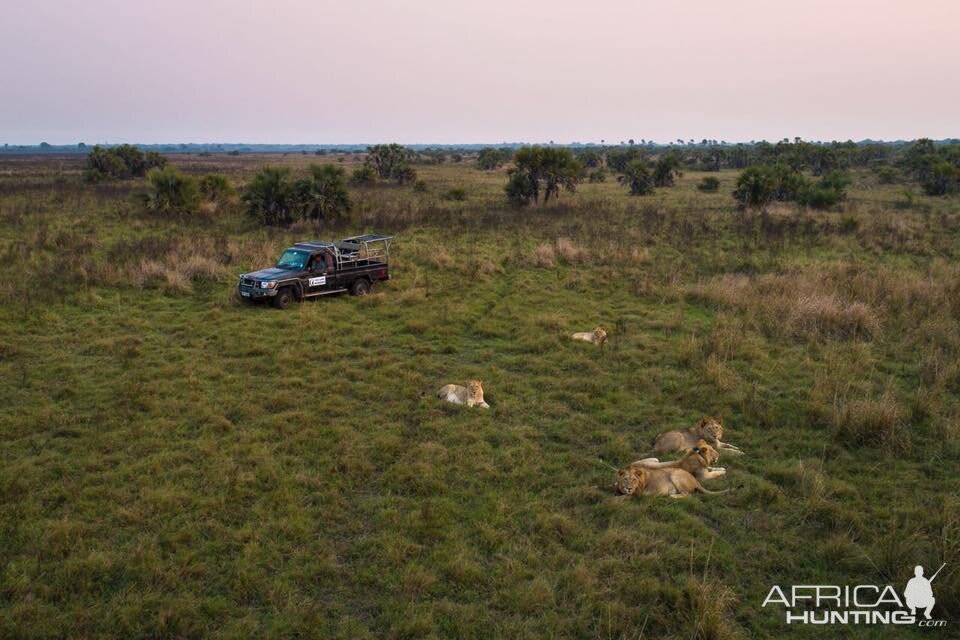 Twenty Four Lions reintroduced to Zambeze Delta of Mozambique