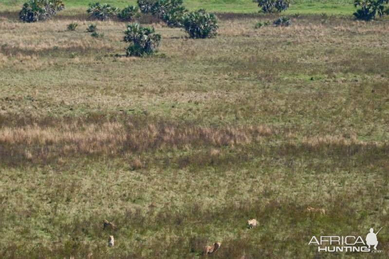 Twenty Four Lions reintroduced to Zambeze Delta of Mozambique