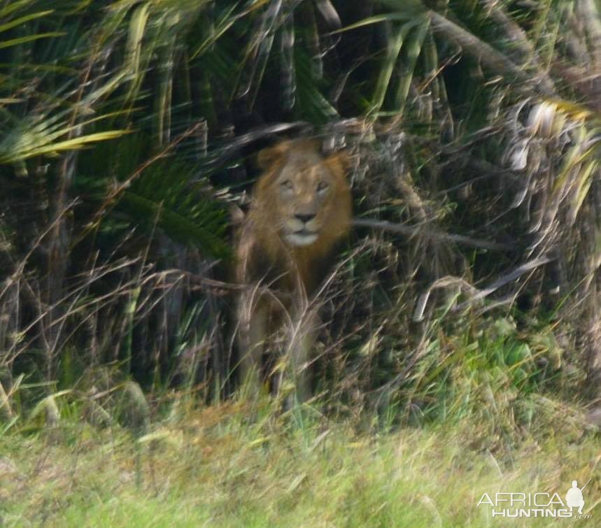 Twenty Four Lions reintroduced to Zambeze Delta of Mozambique