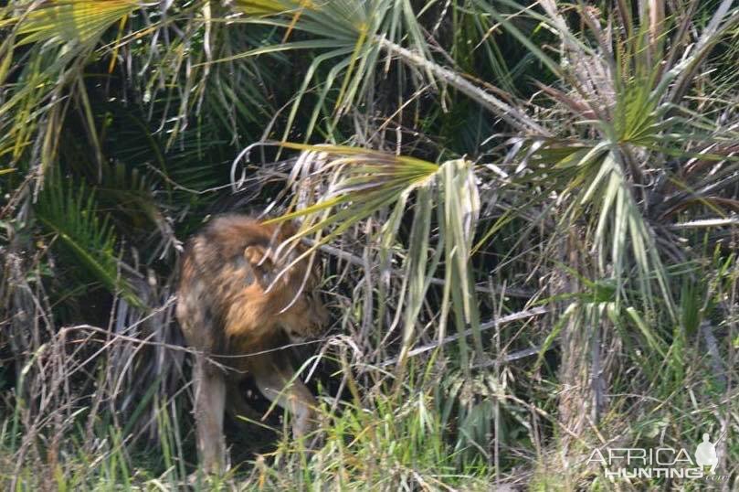 Twenty Four Lions reintroduced to Zambeze Delta of Mozambique