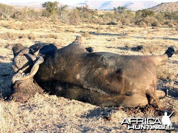 Two Cape Buffalo Die Fighting