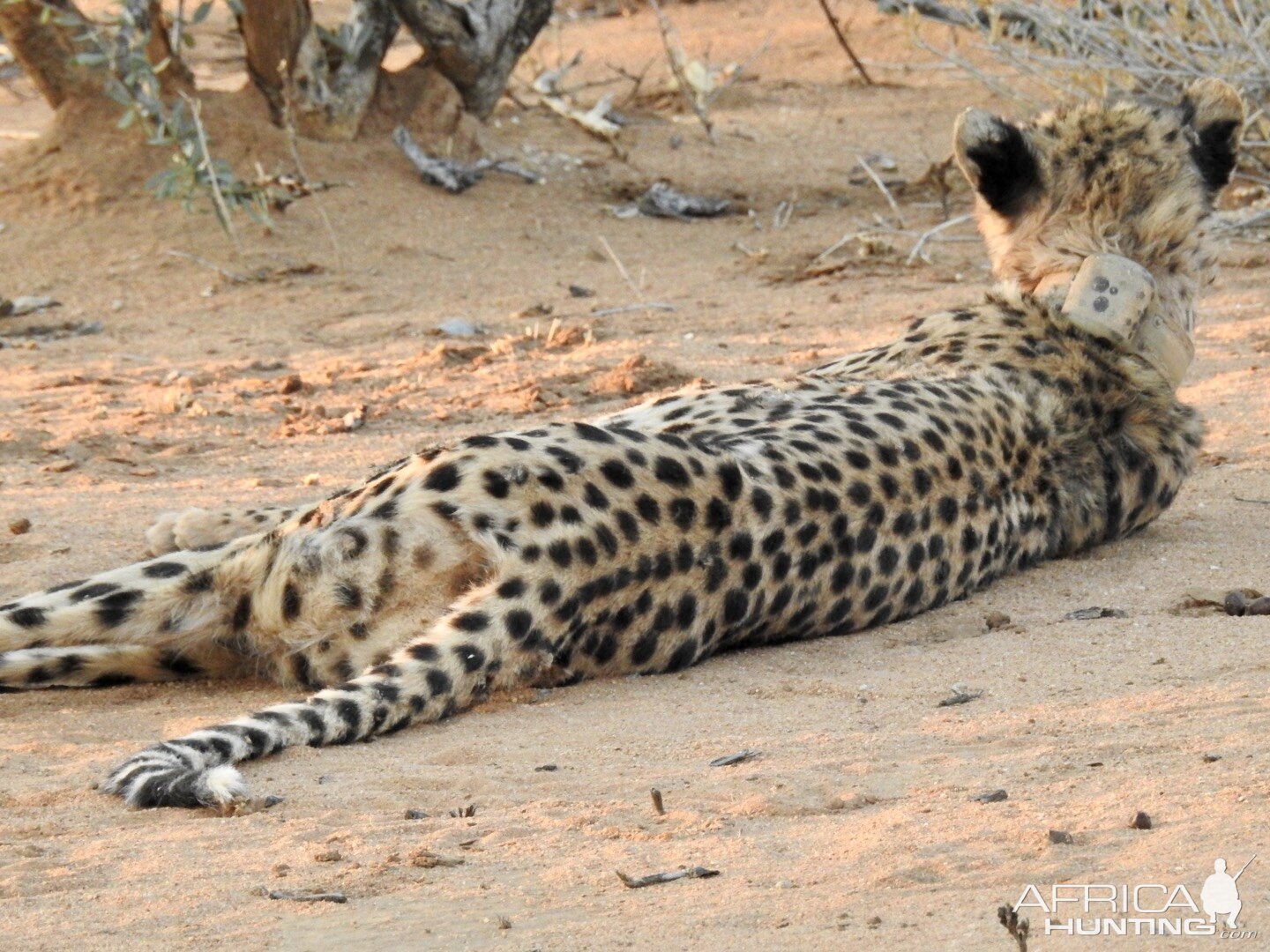 Two cheetah near warthog kill