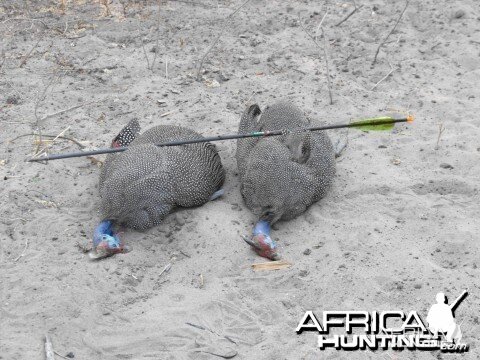 Two Guineas One Arrow