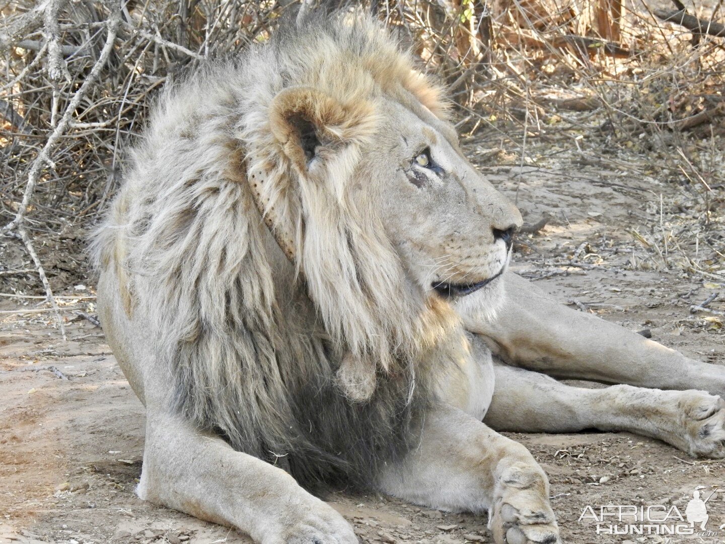 Two lions @ Erindi Game Reserve