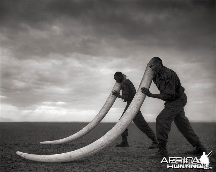 Two Rangers with Tusks of Killed Elephant, Amboseli, 2011 by Nick Brandt