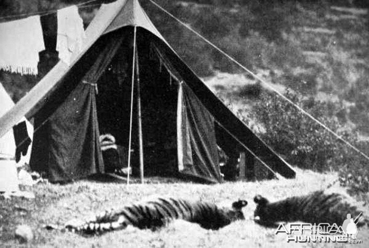 Two unknown Tigers in front of the Corbett's Tent