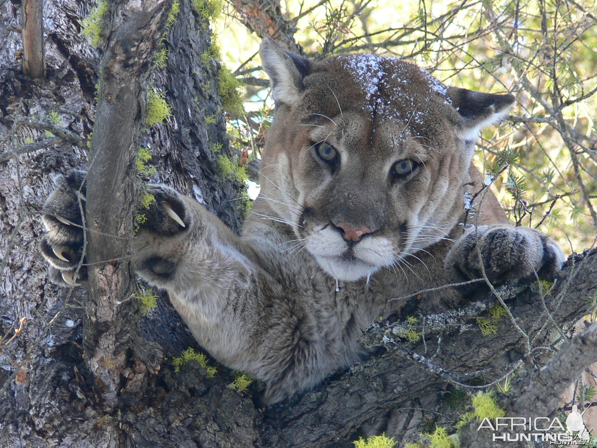 Typical mountain lion stare. Looks like a harmful pussy cat does he not?
