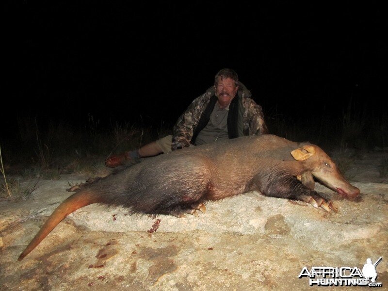 Umdende Hunting Safaris Aardvark